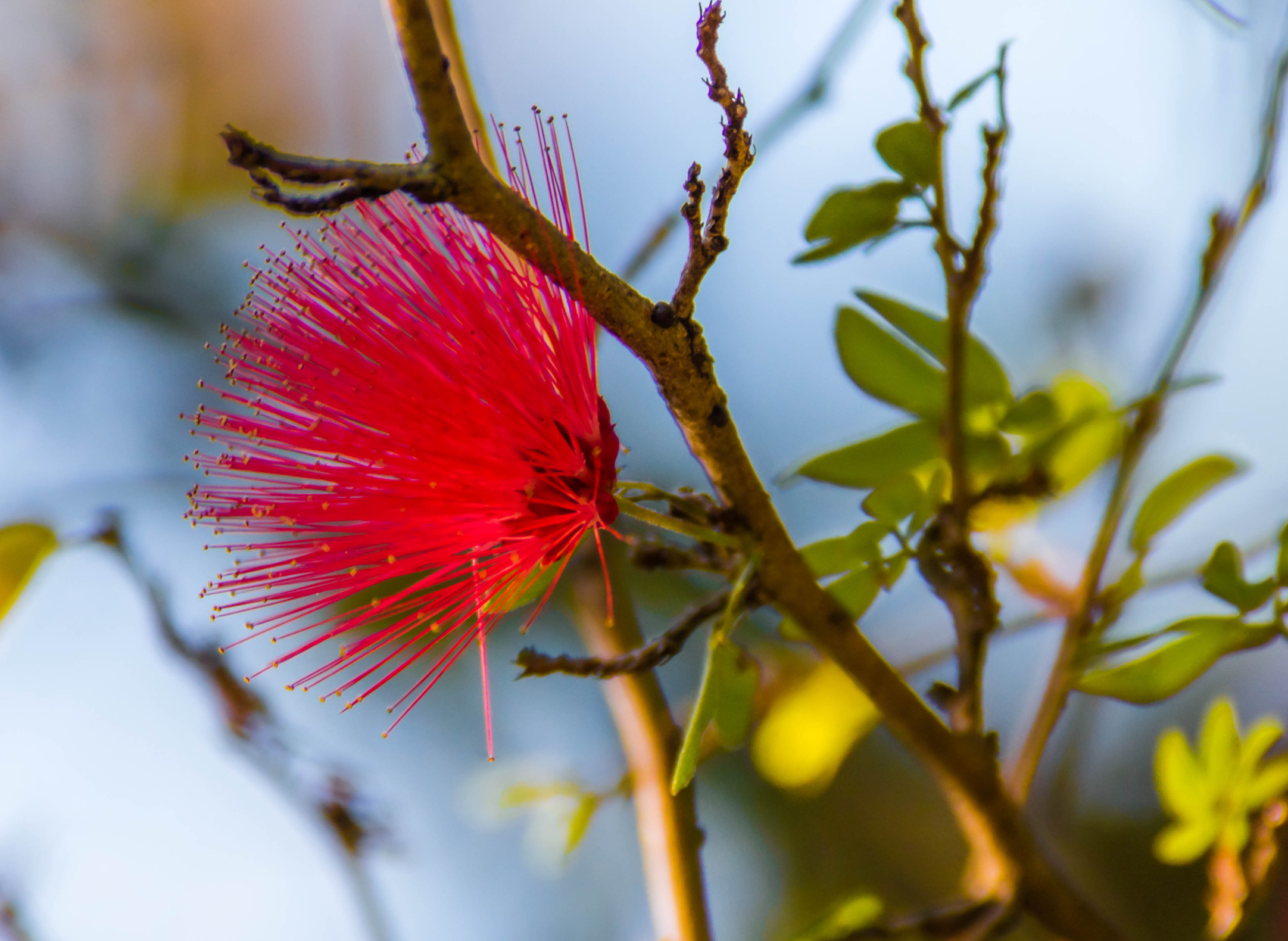 Red Powder Puff on a Branch